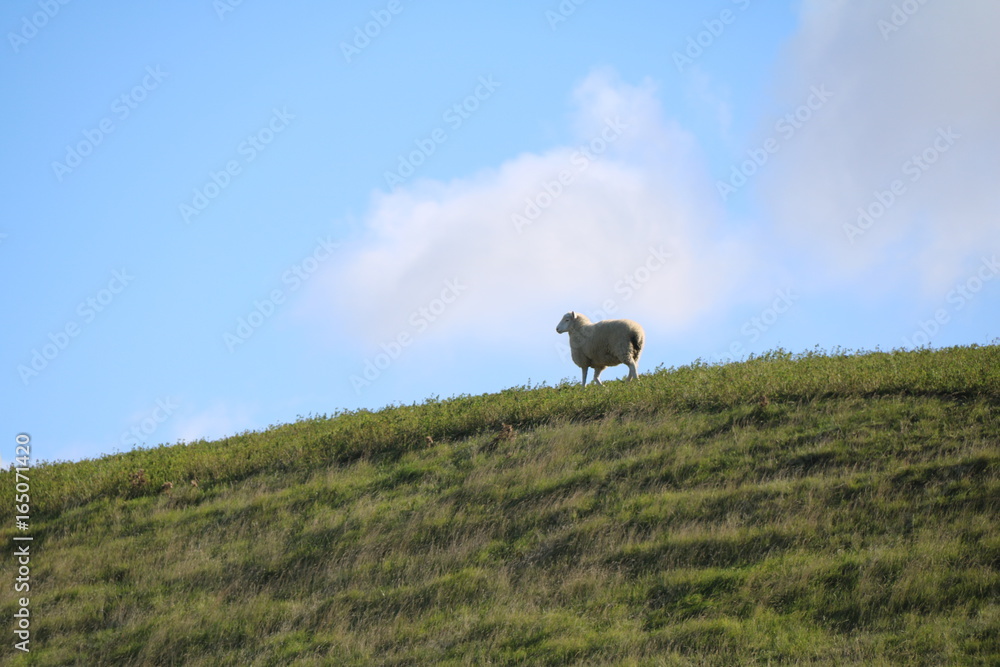 Obraz premium Mouton Nouvelle Zelande