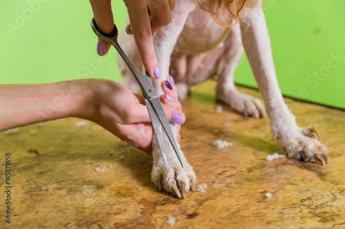 Hairdresser mows fur on the paws of Fox Terrier