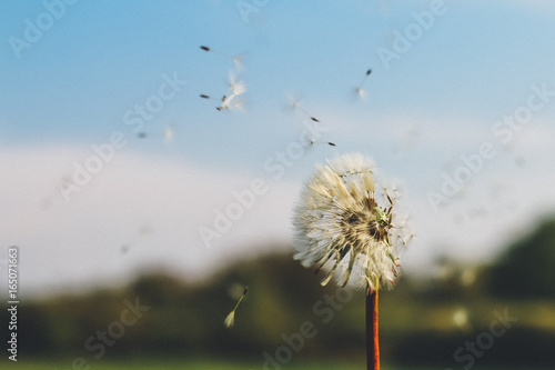 Blowing dandelion seeds
