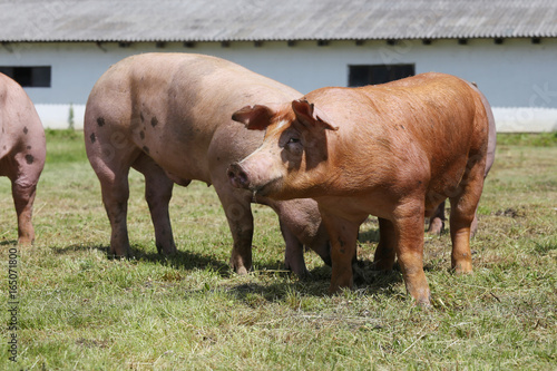 Pigs farming raising breeding in animal farm rural scene © acceptfoto