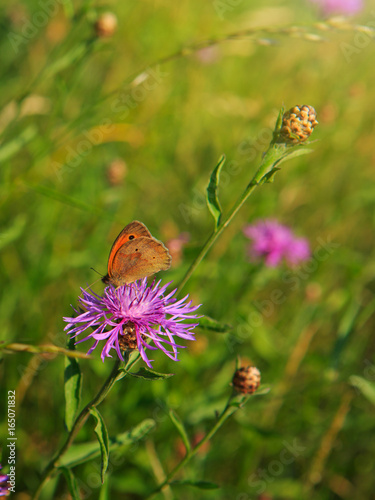 Macro shot on butterfly and cornflower.