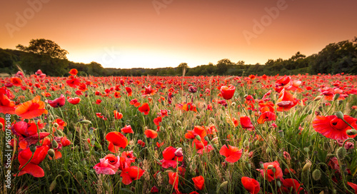 Fotografia Couché de soleil sur champ de coquelicots