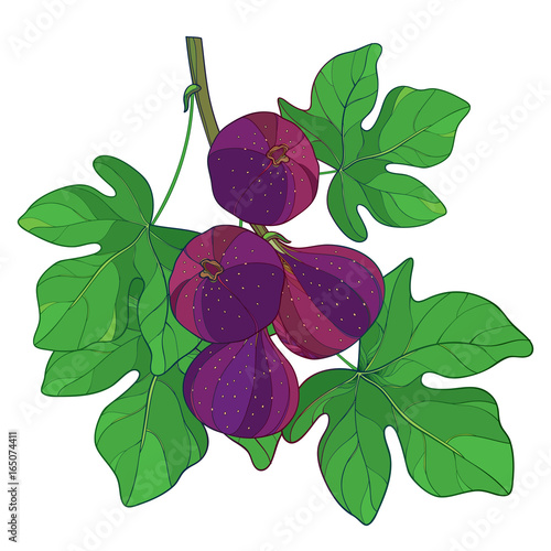 Vector branch with outline ripe Common Fig or Ficus carica fruit in purple and green leaf isolated on white background. Perennial subtropical plant in contour style for exotic summer design.