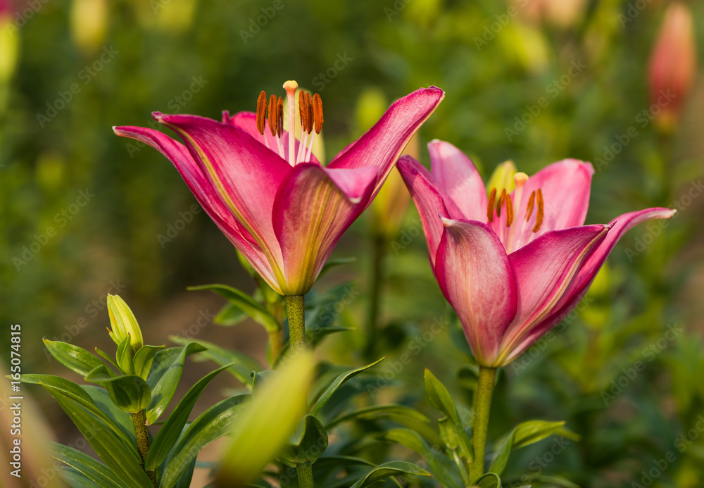 two colorful lilies at summer floral background