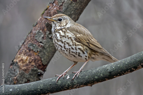 Song thrush (Turdus philomelos) sitting on the branch.