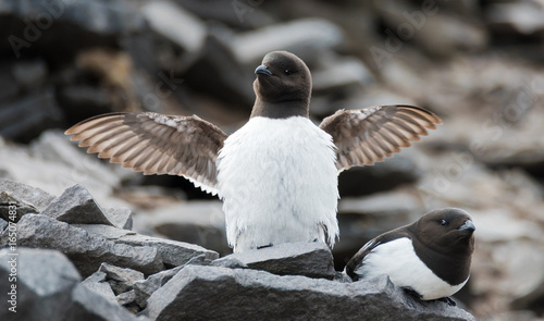 Fotografie Little Auk (Alle alle), Jan Mayen, Norway