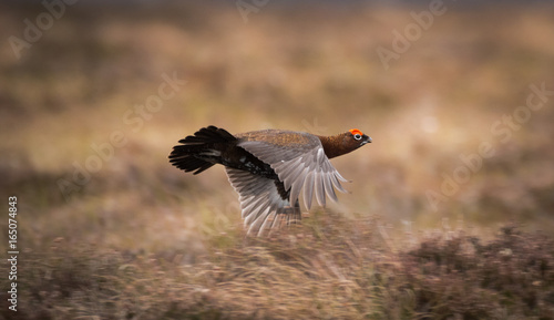 Schilderij op canvas Flying Red Grouse (Lagopus lagopus scotica) near Lochindorb, Grantown on Spey, H