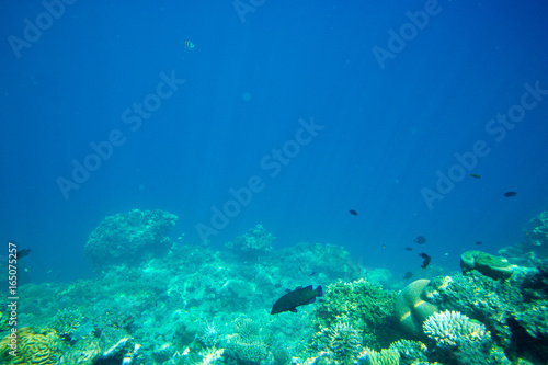 underwater scene with copy space © Pakhnyushchyy