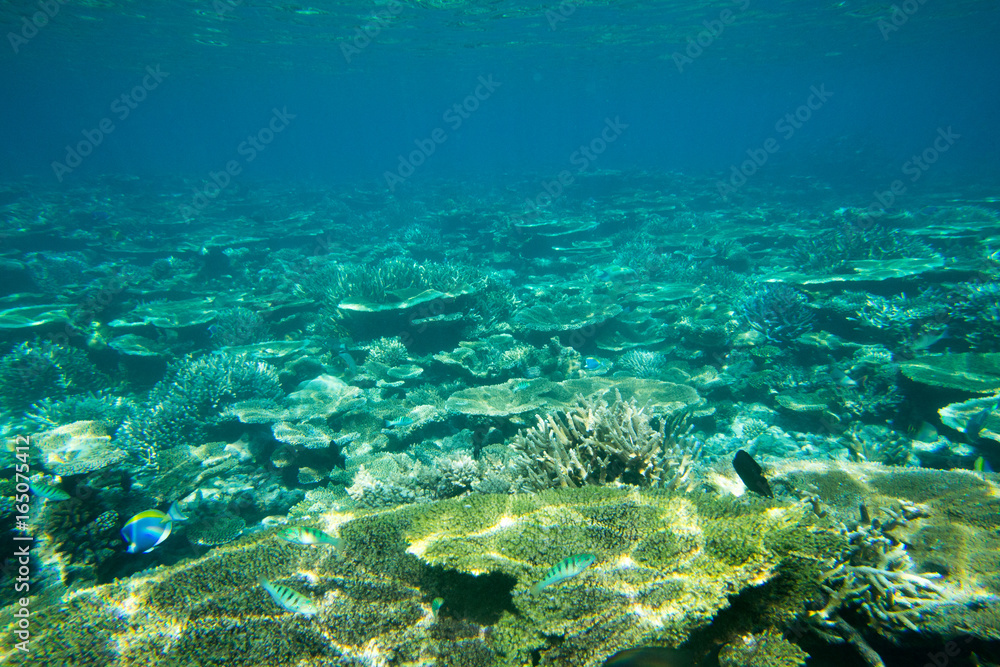 underwater scene with copy space underwater scene with copy space