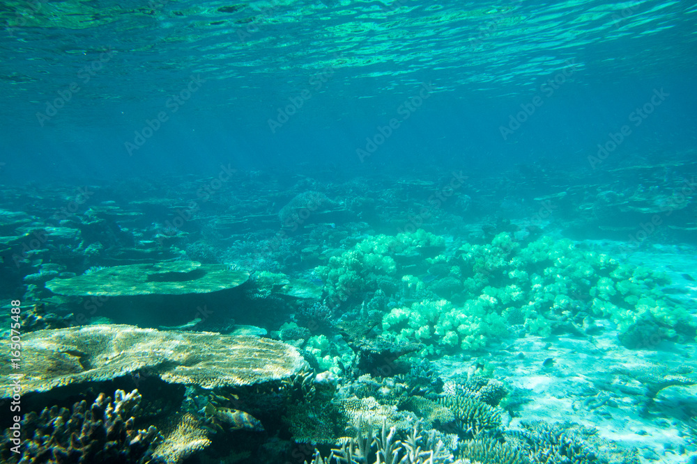 underwater scene with copy space underwater scene with copy space