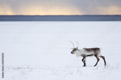 Reindeer in south east Iceland