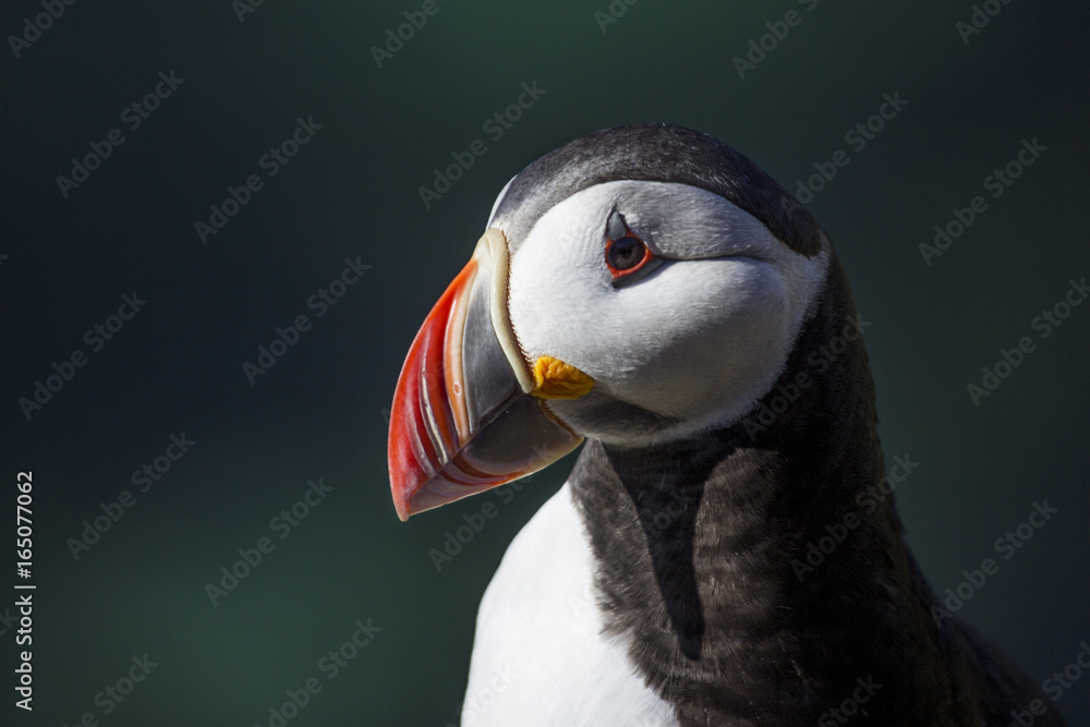 Atlantic puffin in Iceland