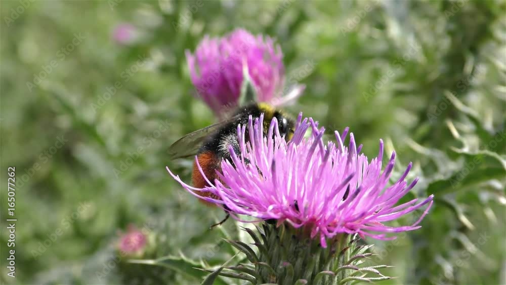 Bumble bee on a flower - Red tailed bumble bee, bombus lapidarius Bumble bee on a flower - Red tailed bumble bee, bombus lapidarius