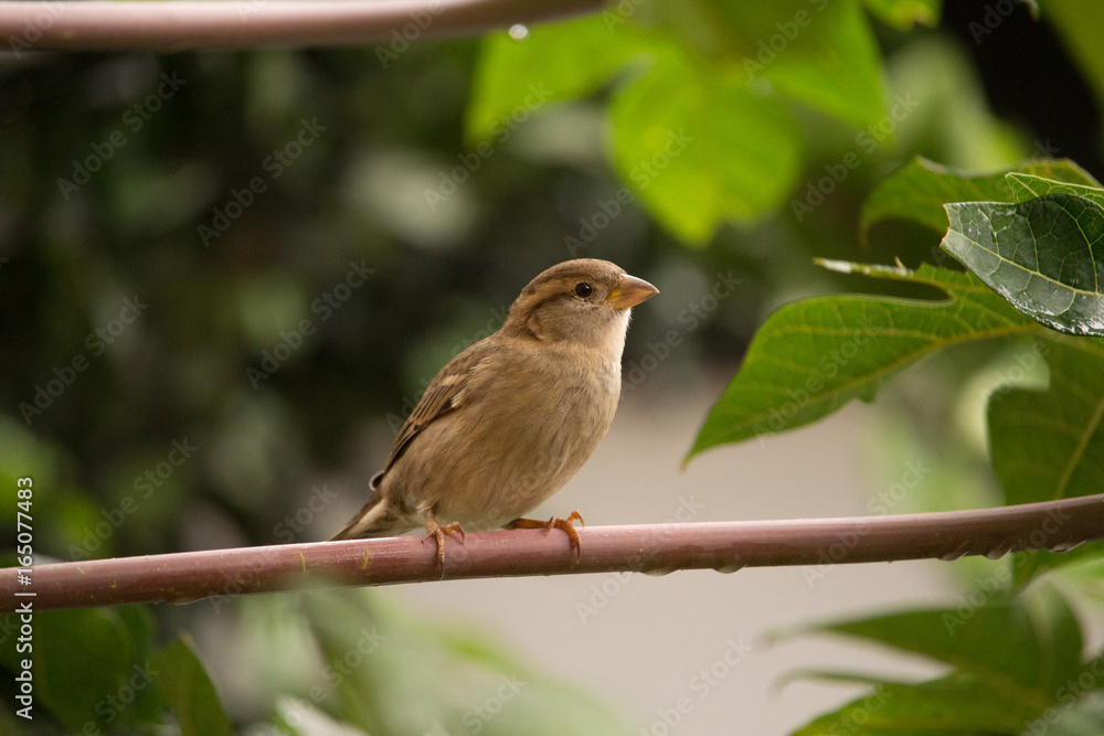 Obraz premium Bird looking