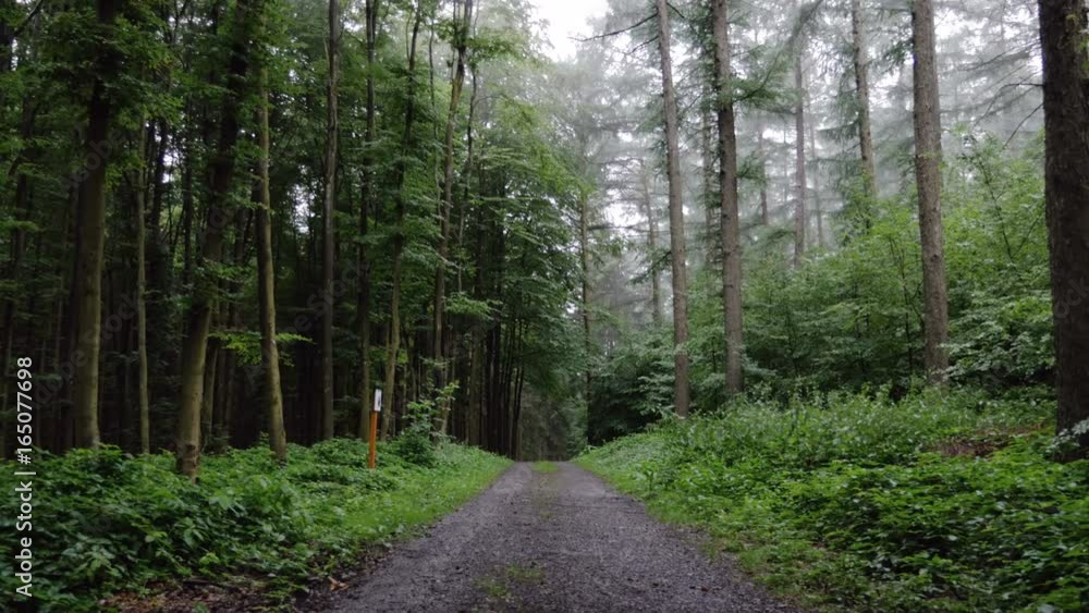 A shot of a forest with a path. The foliage is wet from recent rainfall.