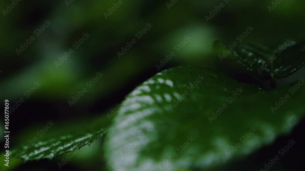 Wet leaves in a forest filmed from extreme close up and in rack focus. They move slightly in the gentle breeze. Wet leaves in a forest filmed from extreme close up and in rack focus. They move slightly in the gentle breeze.
