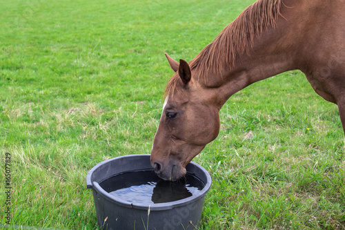 Horse with drinking water