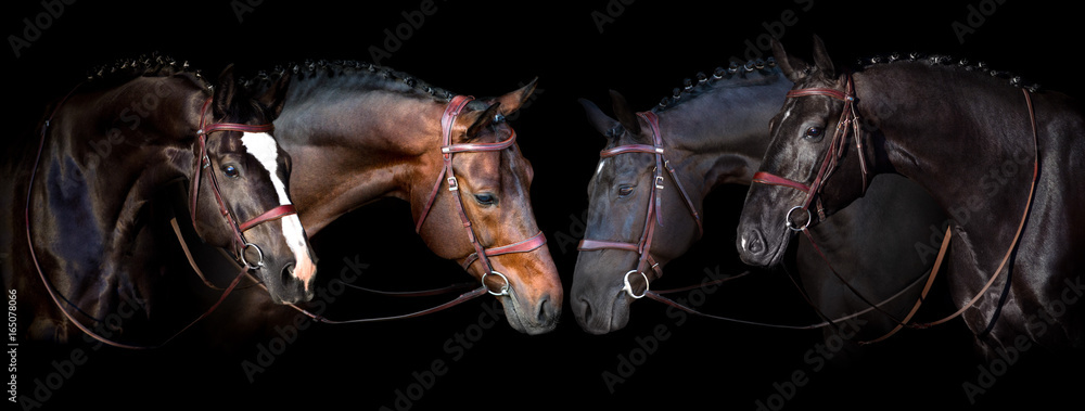 Fototapeta premium Portret koni w uzdę na czarnym tle. Baner na stronie internetowej