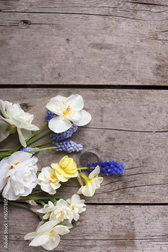 Fototapeta Naklejka Na Ścianę i Meble -  Colorful spring  narcissus and  muscaries flowers