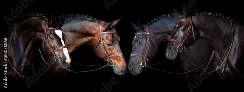 Photo Horses portrait in bridle on black background. Banner for website