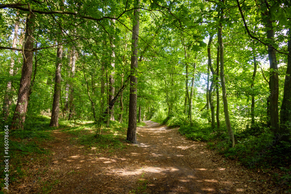 Beautiful pine forest at summer time Beautiful pine forest at summer time
