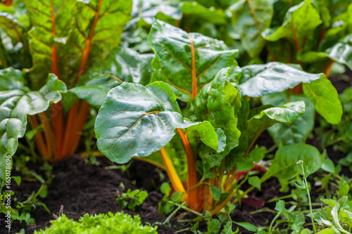 Orange stem chard (Beta vulgaris subsp. Vulgaris) at organic cultivation field photo