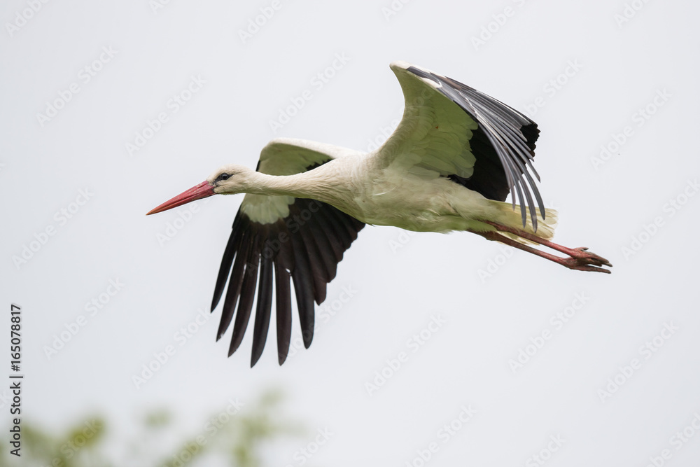 Obraz premium flying stork