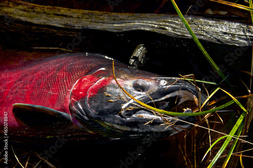 Billede på lærred spawning salmon