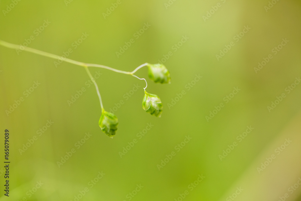 A beautiful closeup of a marsh grass after the rain. Shallow depth of field closeup macro photo. A beautiful closeup of a marsh grass after the rain. Shallow depth of field closeup macro photo.