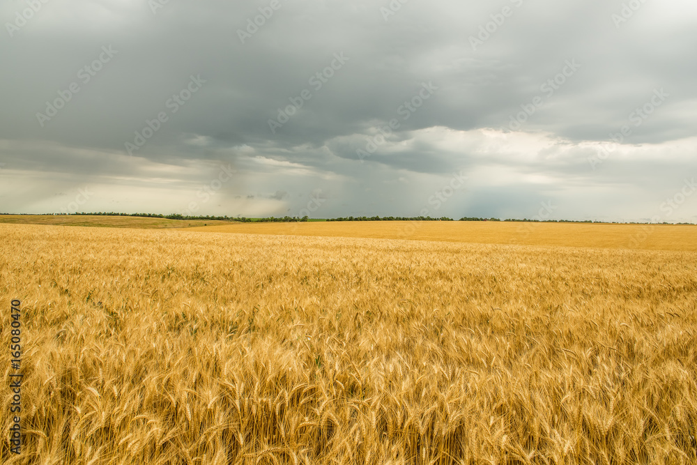 The golden field of wheat, the vast expanses of fields and the sky with rain.
The golden field of wheat, the vast expanses of fields and the sky with rain.