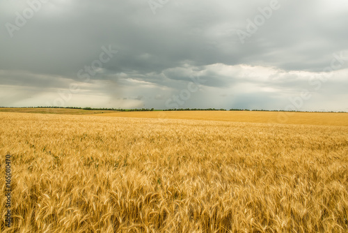 The golden field of wheat, the vast expanses of fields and the sky with rain. 