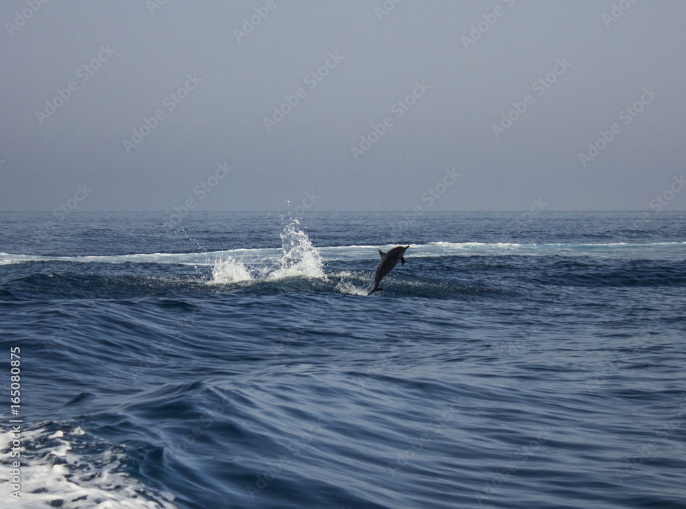 Red Sea Dophins Red Sea Dophins