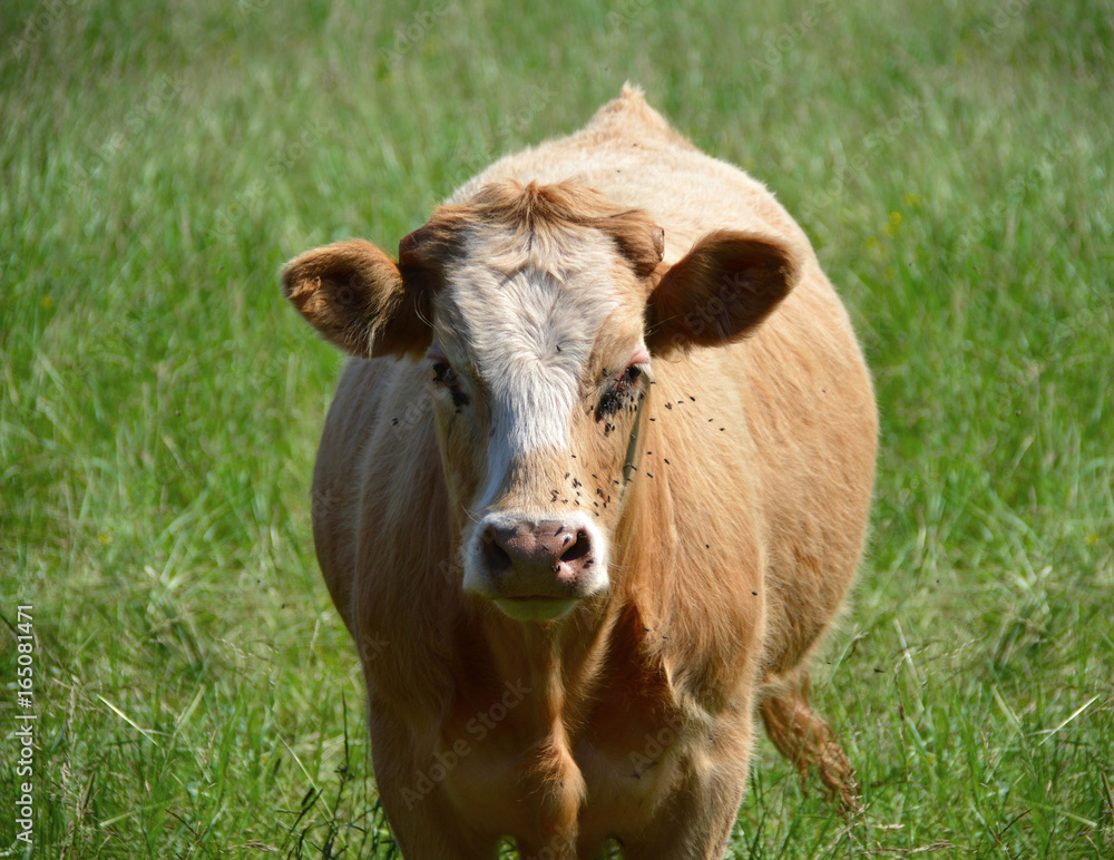 Young Cattle standing in a deep green Meadow Young Cattle standing in a deep green Meadow