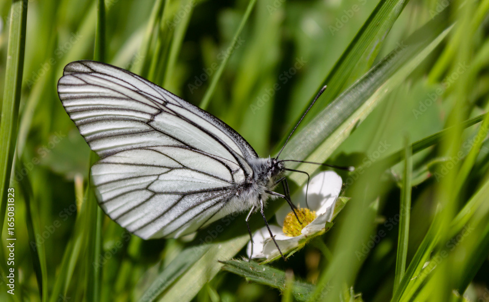 Obraz premium Butterfly cabbage collects sweet nectar