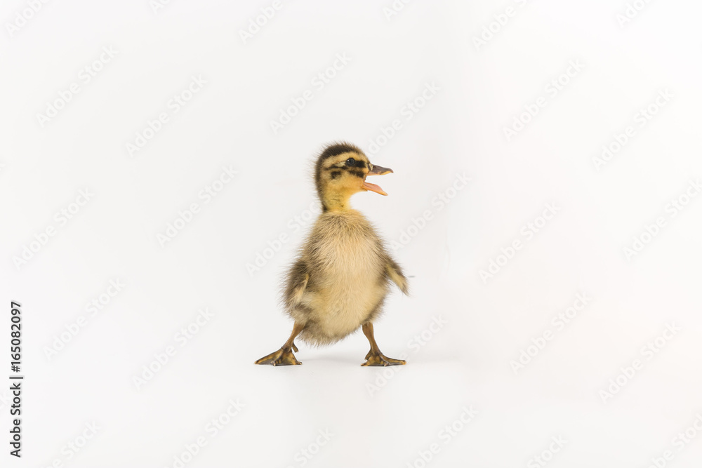 Fototapeta premium Funny duckling of a wild duck on a white background