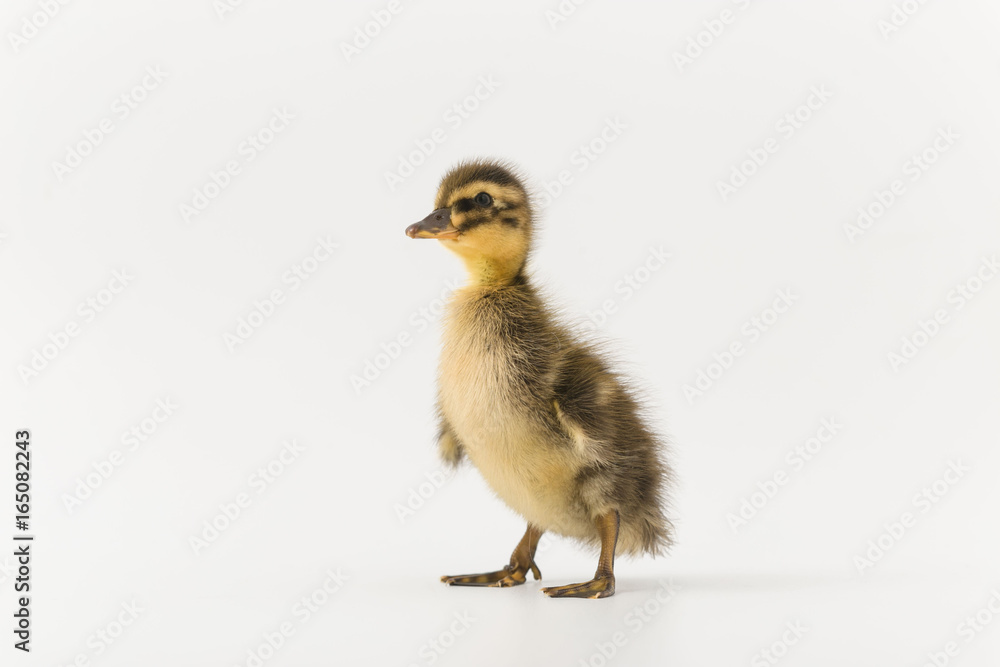 Funny duckling of a wild duck on a white background Funny duckling of a wild duck on a white background