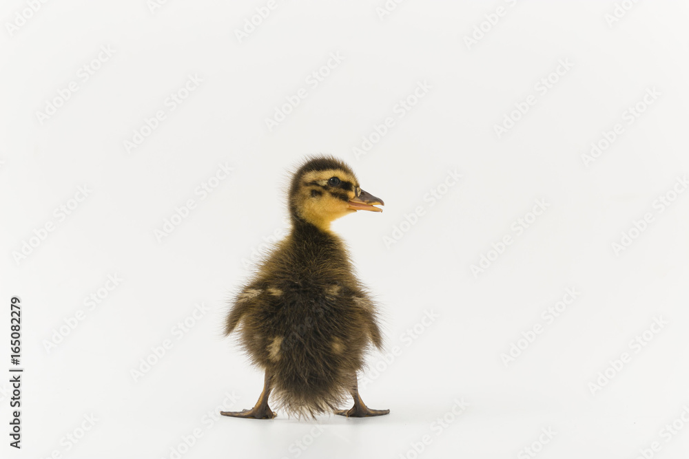 Funny duckling of a wild duck on a white background Funny duckling of a wild duck on a white background