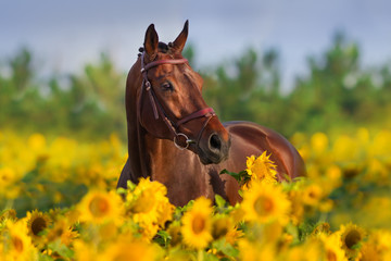 Foto auf Leinwand Pferde Braunes Pferd im Zaumzeug in Sonnenblumen  © callipso88
