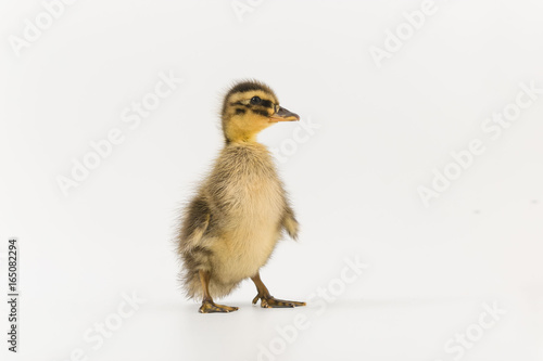Funny duckling of a wild duck on a white background