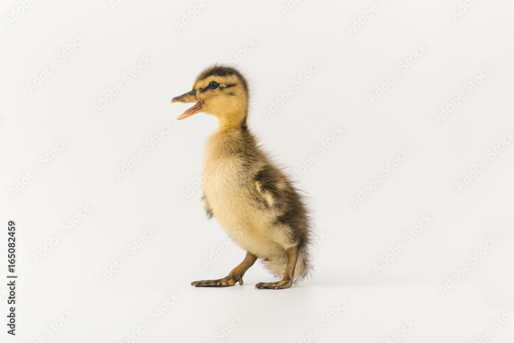 Funny duckling of a wild duck on a white background
