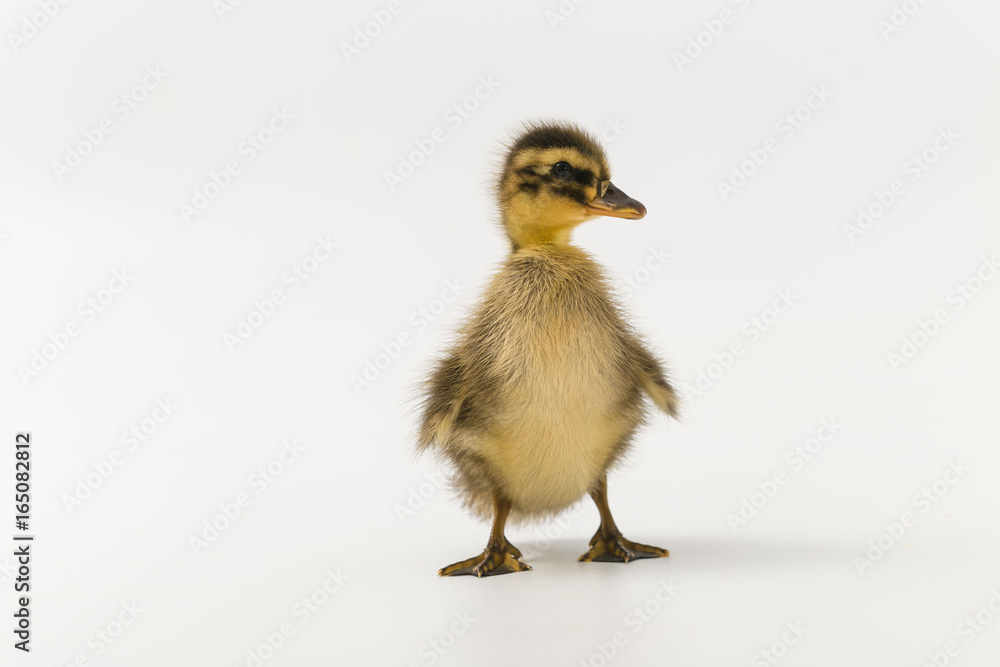 Funny duckling of a wild duck on a white background Funny duckling of a wild duck on a white background