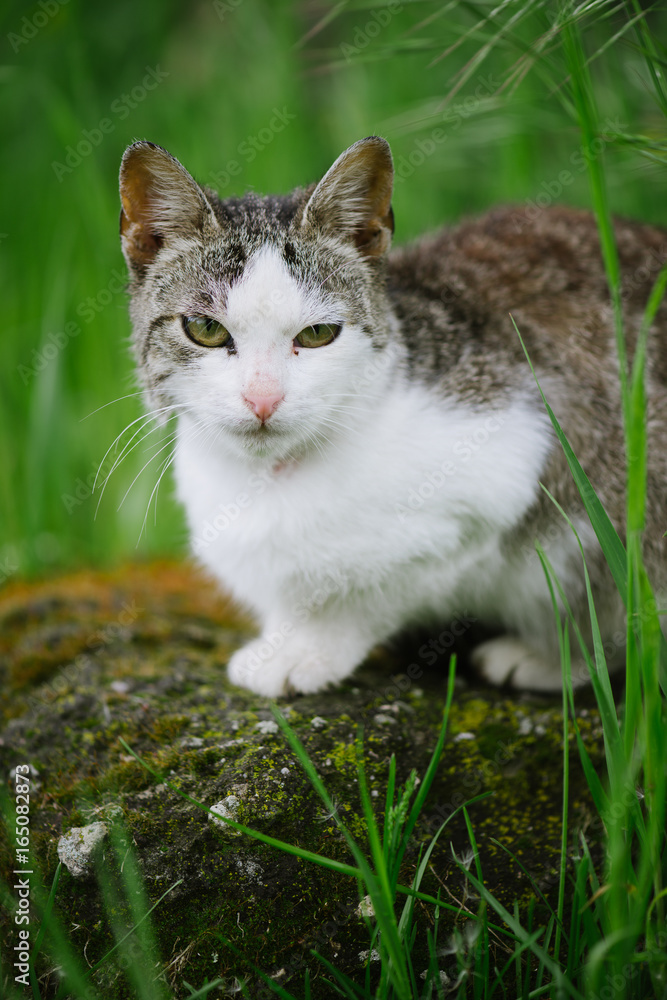 Adorable cat. Cute cat at front or back yard. Young animal in garden.