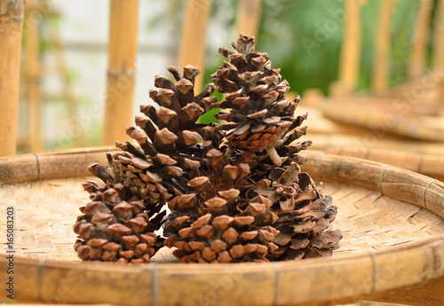 Sugar Pine (Pinus lambertiana) cone