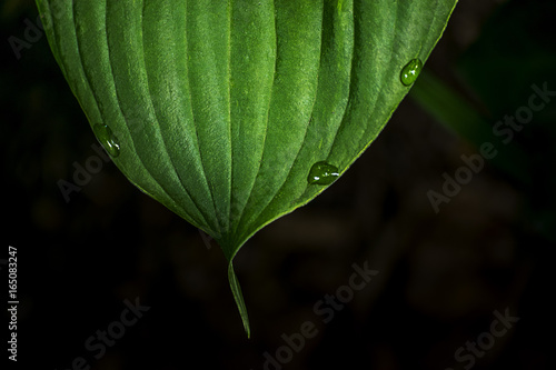 Dew Remains