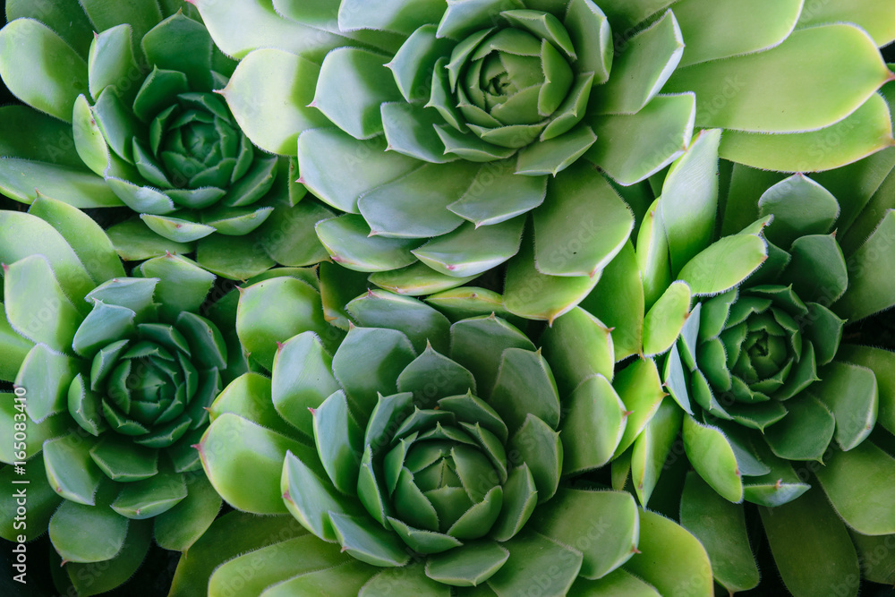 Close up of a houseleek plant Close up of a houseleek plant