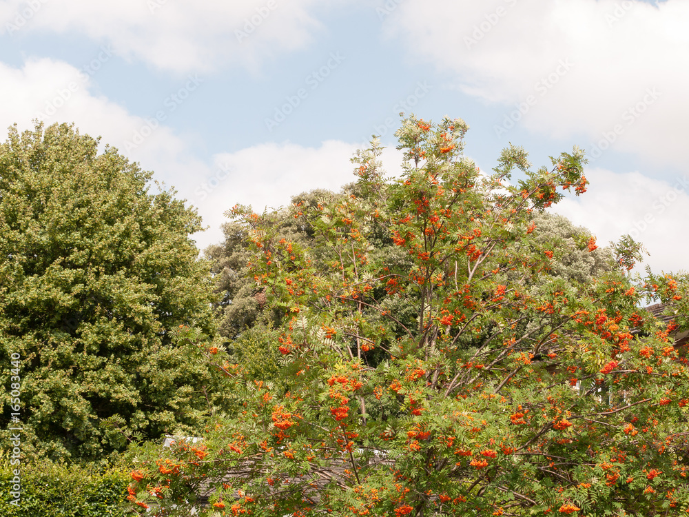 orange berry tree outside in uk meadow summer