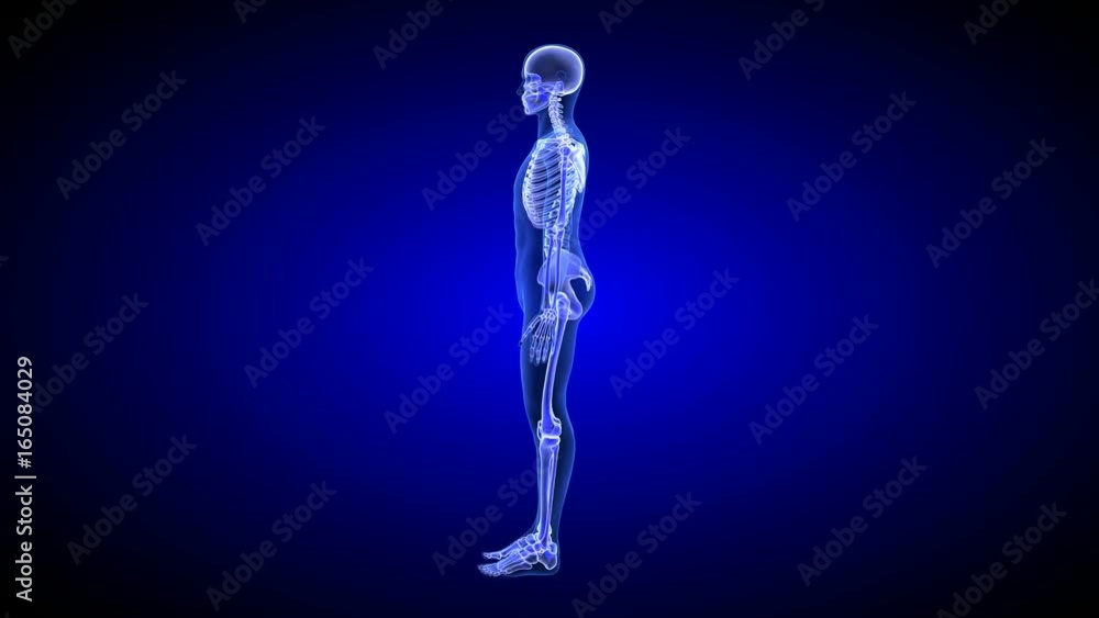 Blue Human Anatomy Body 3D Scan render - rotating seamless loop Blue Human Anatomy Body 3D Scan render - rotating seamless loop