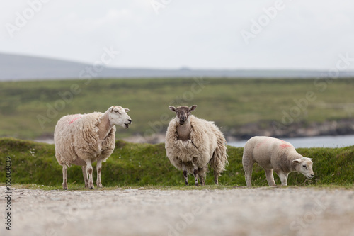 Fototapeta Naklejka Na Ścianę i Meble -  Two sheep stadning with one lamb