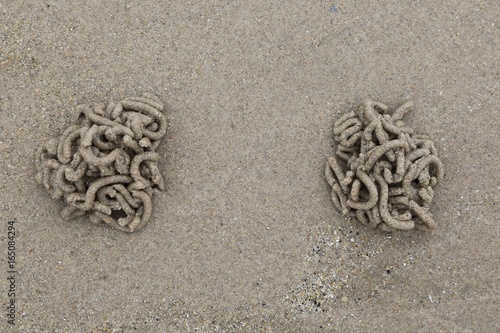 Lugworm casts photo