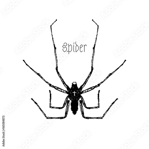 Scary spider on a white background. Atmospheric dark illustration. •.It can be used for printing on t-shirts, postcards, or used as ideas for tattoos.